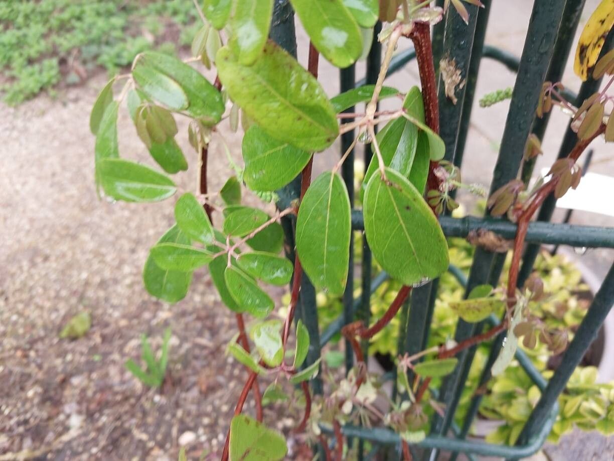 Akebia longeracemosa — related species from the same genus