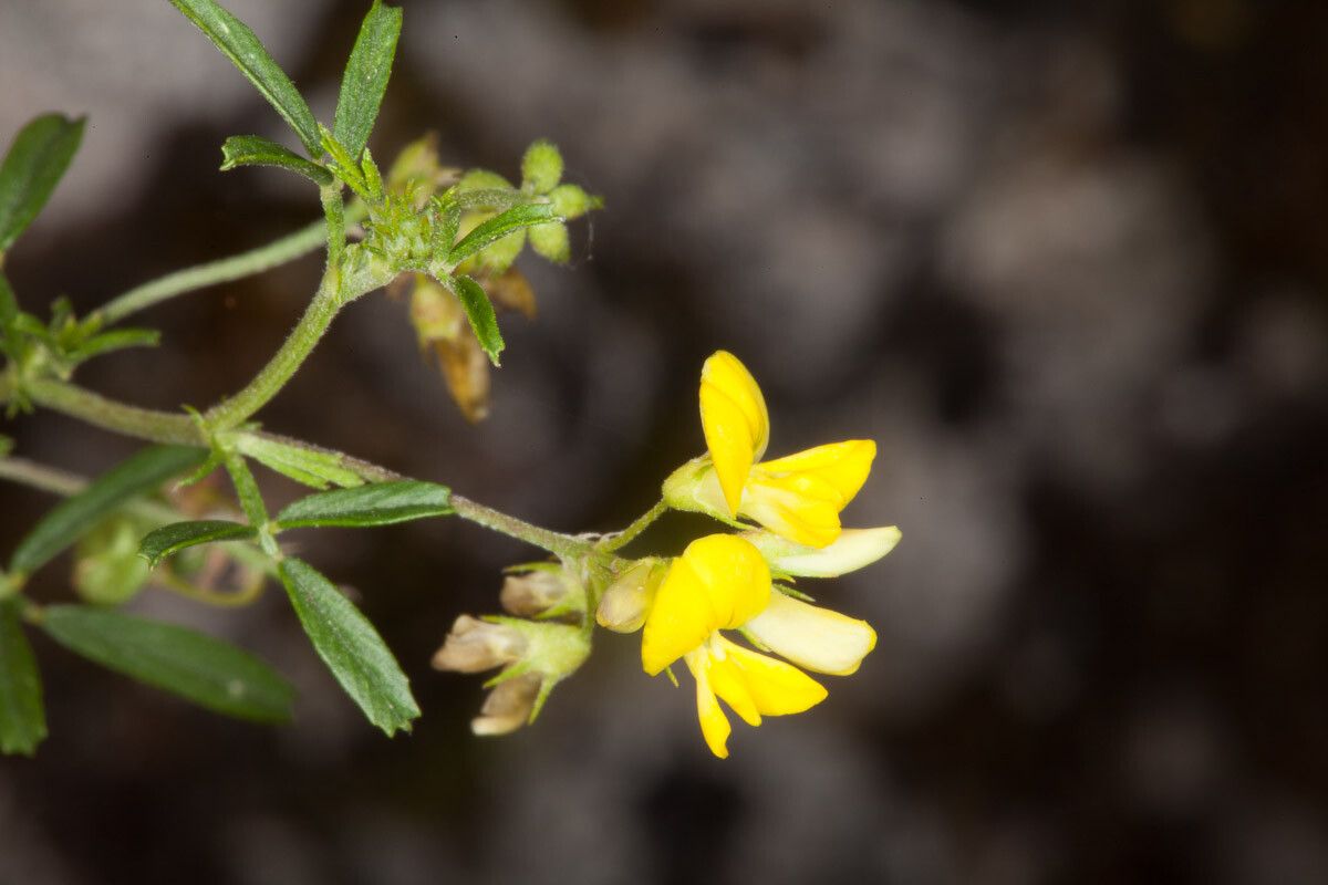 Medicago prostrata flower