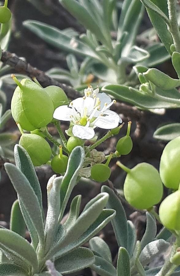 Hormathophylla macrocarpa flower