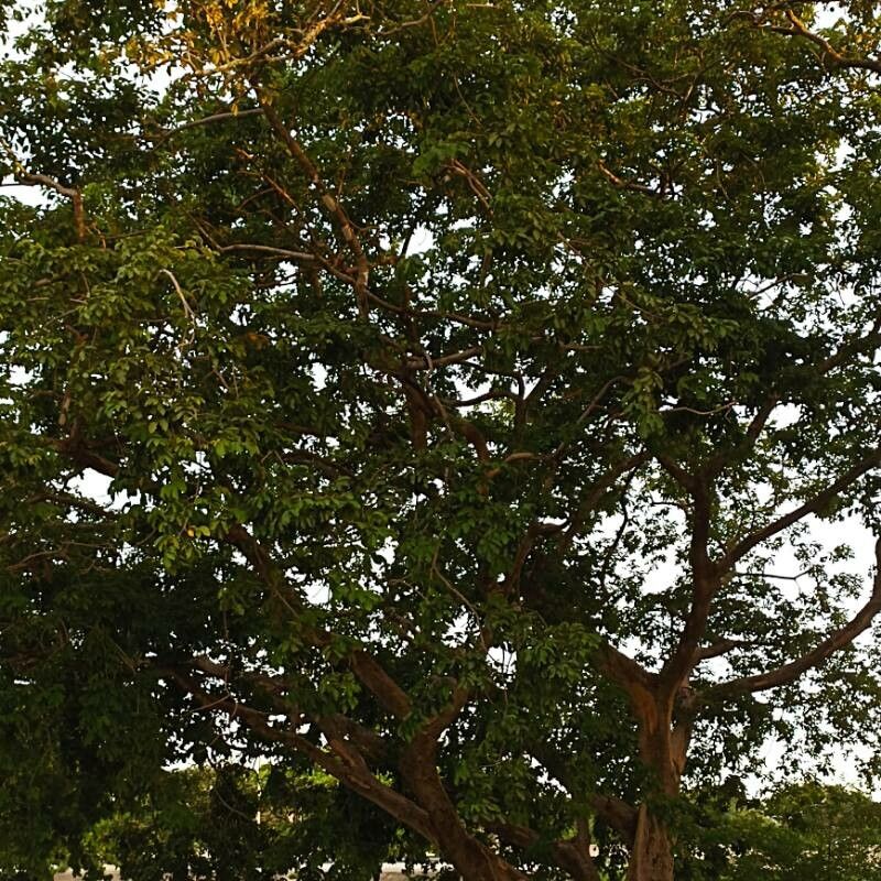 Pterocarpus michelianus habit