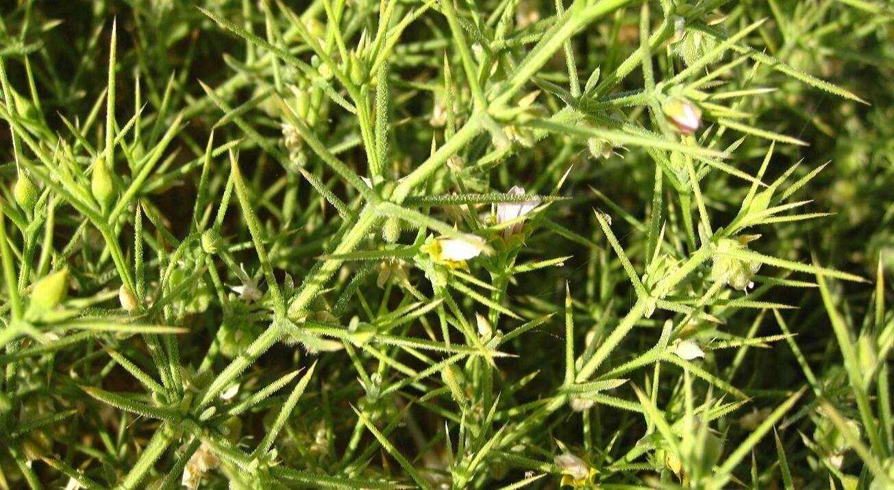 Fagonia zilloides flower