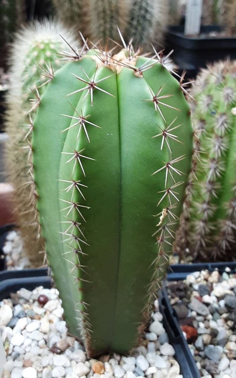 Myrtillocactus schenckii habit