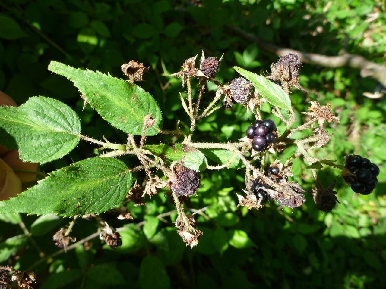 Rubus tereticaulis flower