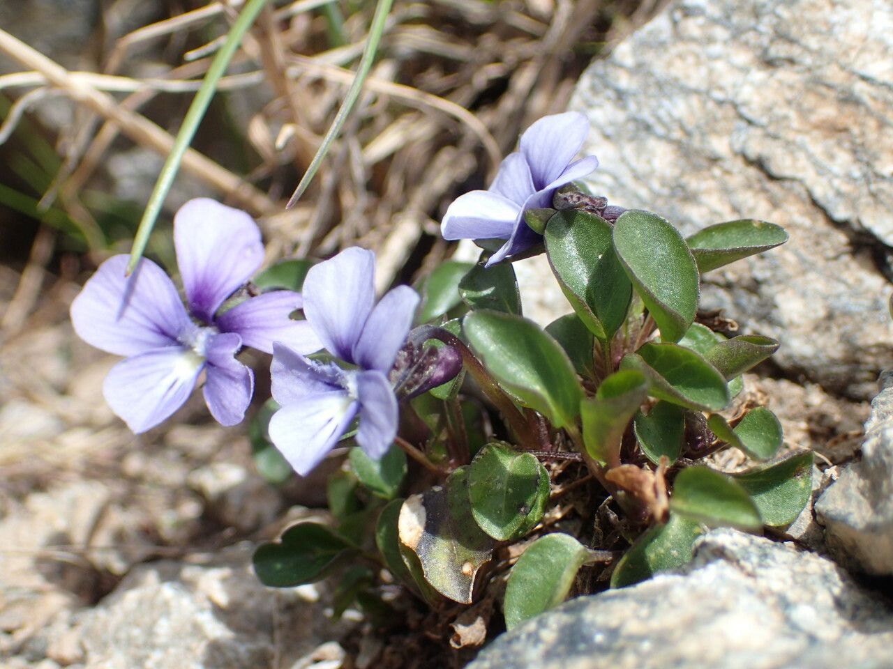 Viola argenteria — houseplant care guide