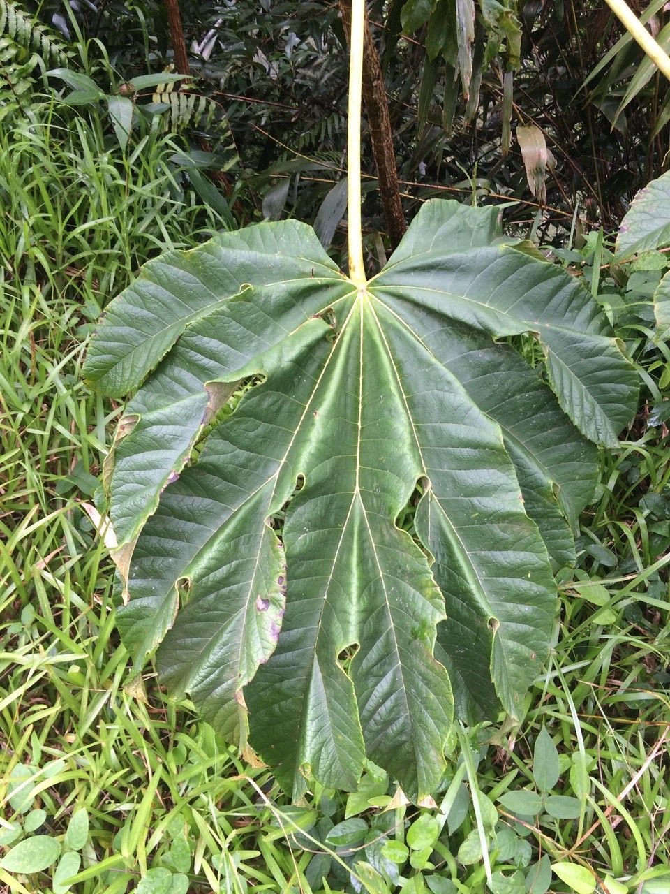 Tetrapanax papyriferum leaf