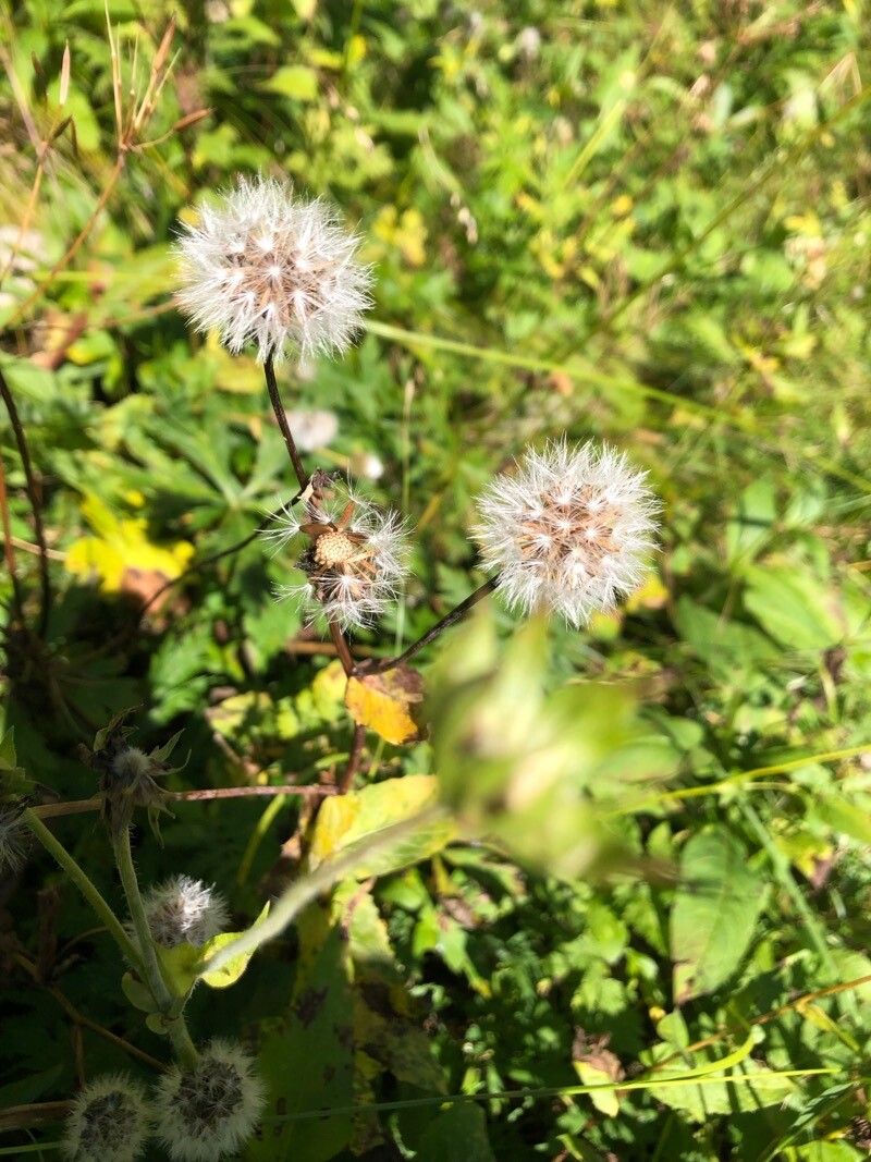 Hieracium murorum fruit
