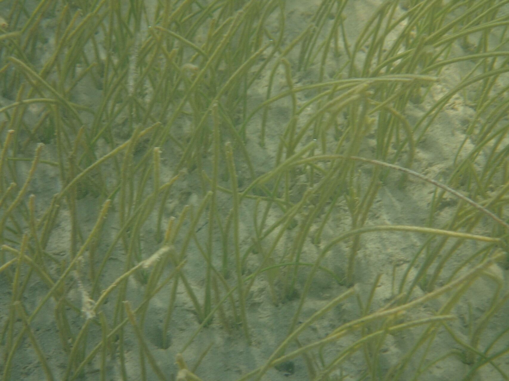 Syringodium filiforme — houseplant care guide