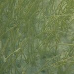 Syringodium filiforme