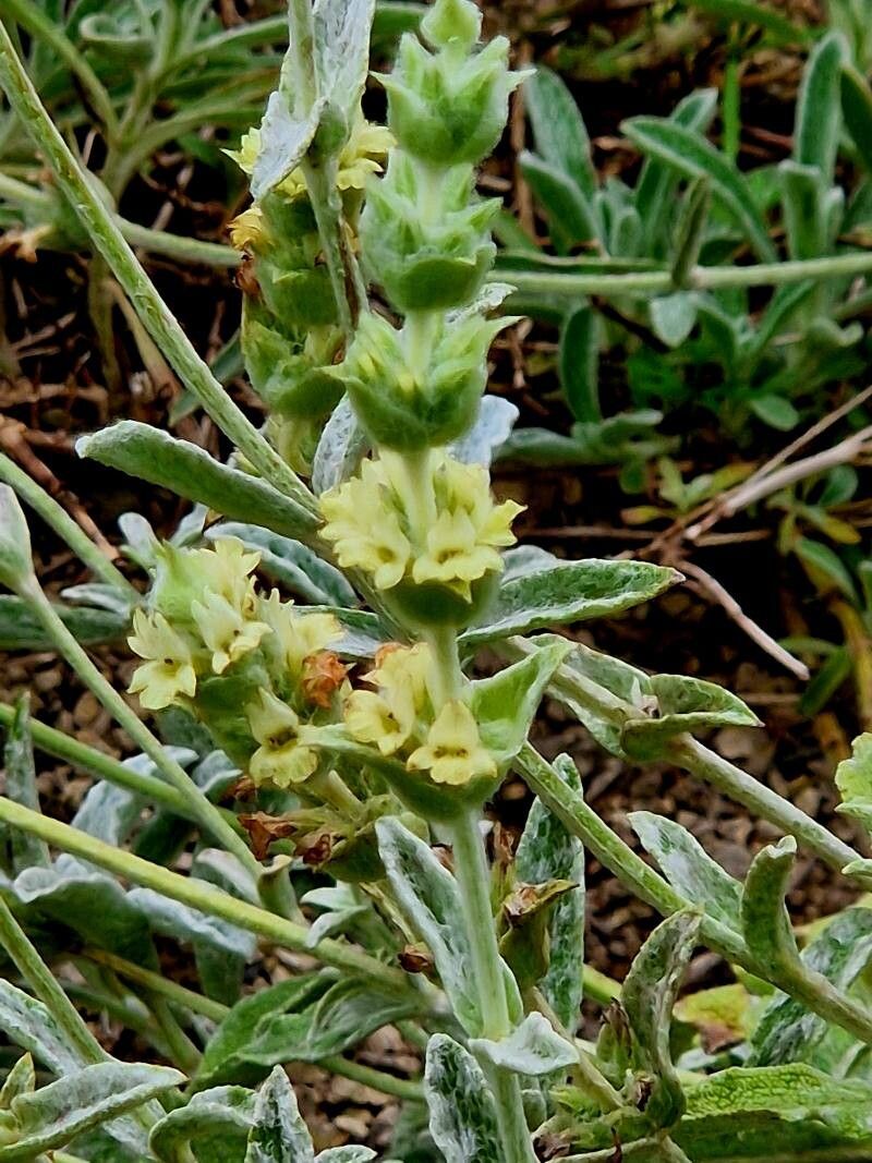 Sideritis perfoliata flower
