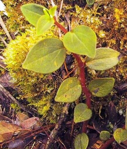 Peperomia erythrocaulis — houseplant care guide