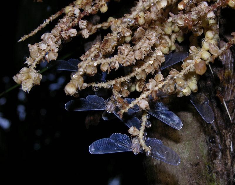 Bactris longiseta flower