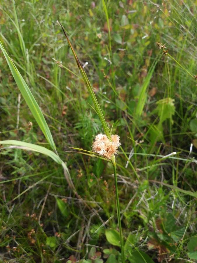 Eriophorum virginicum — search result for 'Eriophorum'