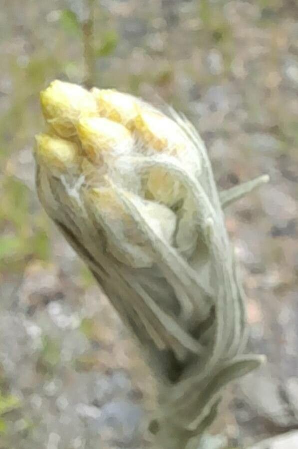 Gnaphalium cheiranthifolium flower