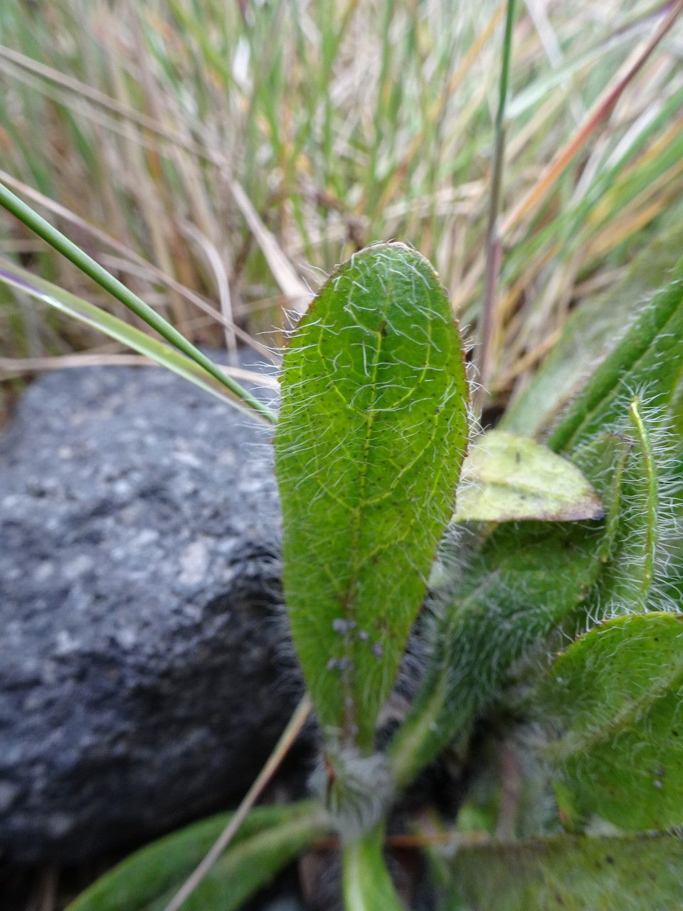 Hieracium avilae — search result for 'Hieracium'