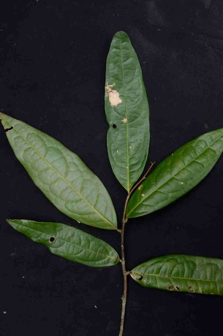 Duguetia sessilis leaf