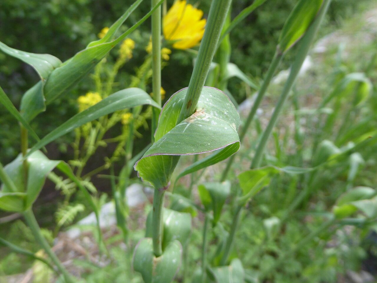 Tragopogon pratensis leaf