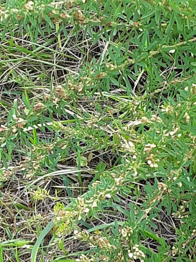 Lespedeza cuneata habit