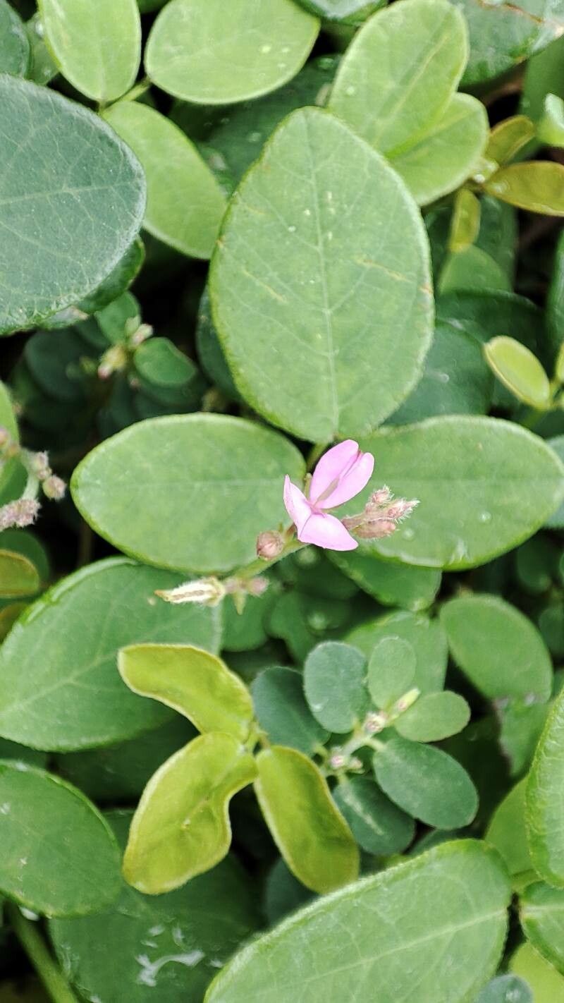 Desmodium scorpiurus — search result for 'Desmodium'