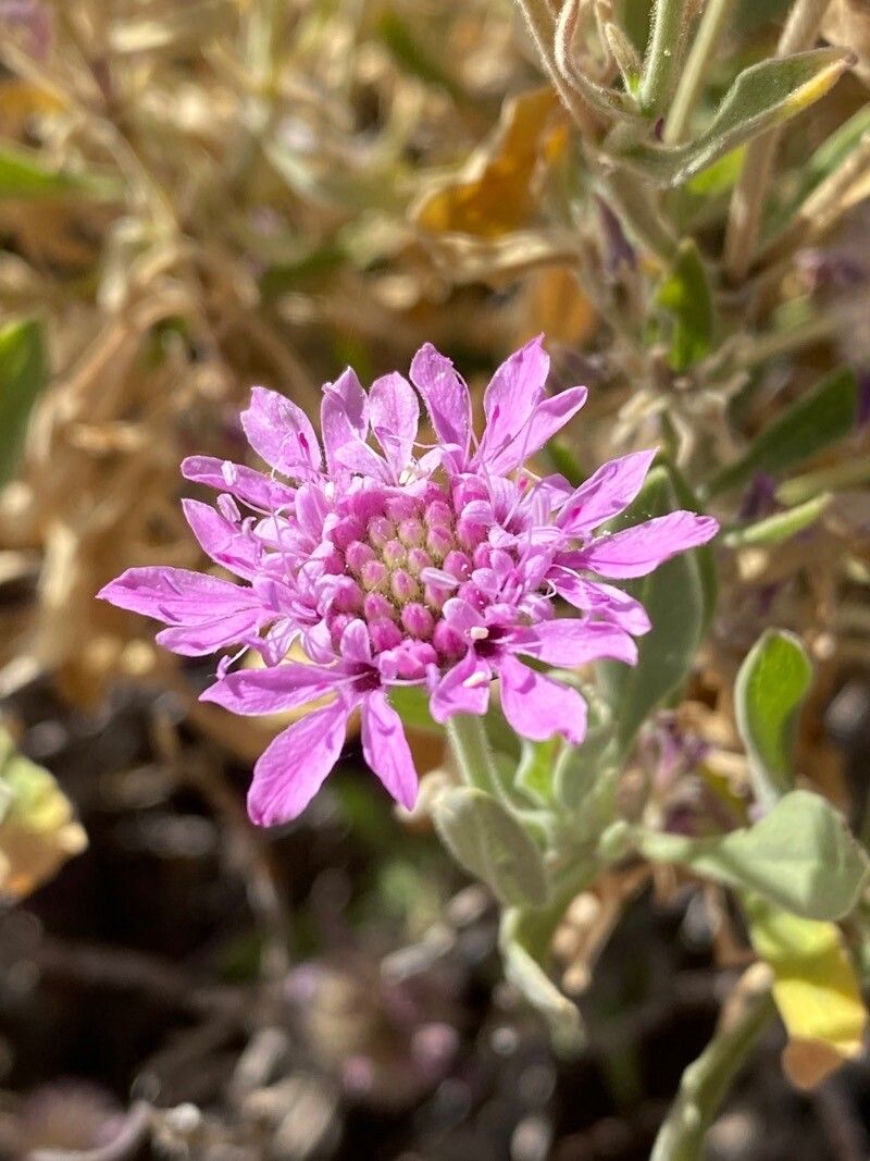 Pterocephalus porphyranthus flower