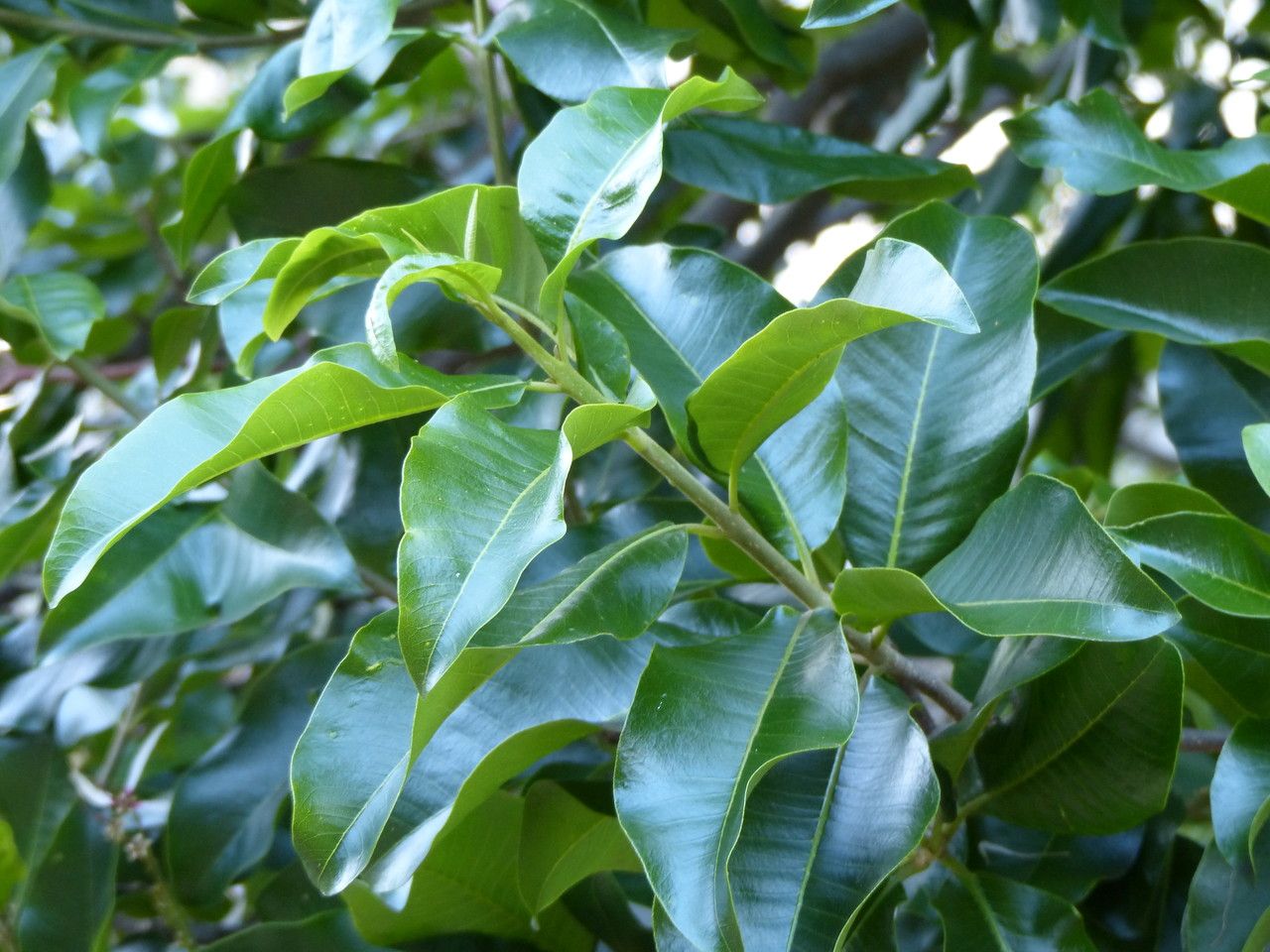 Calodendrum capense — houseplant care guide