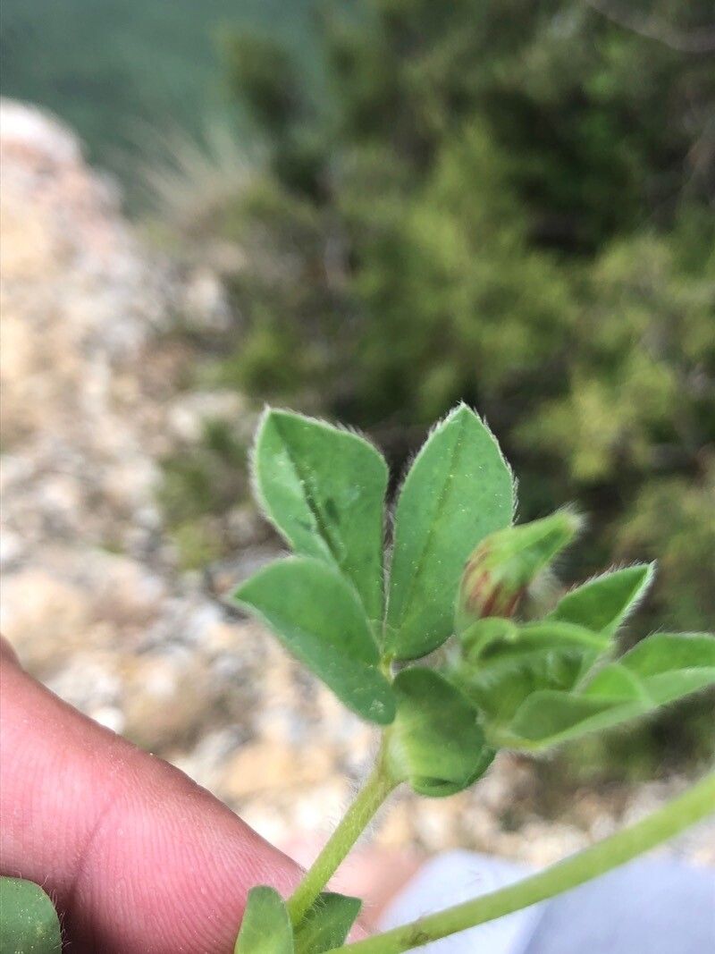 Tetragonolobus maritimus leaf