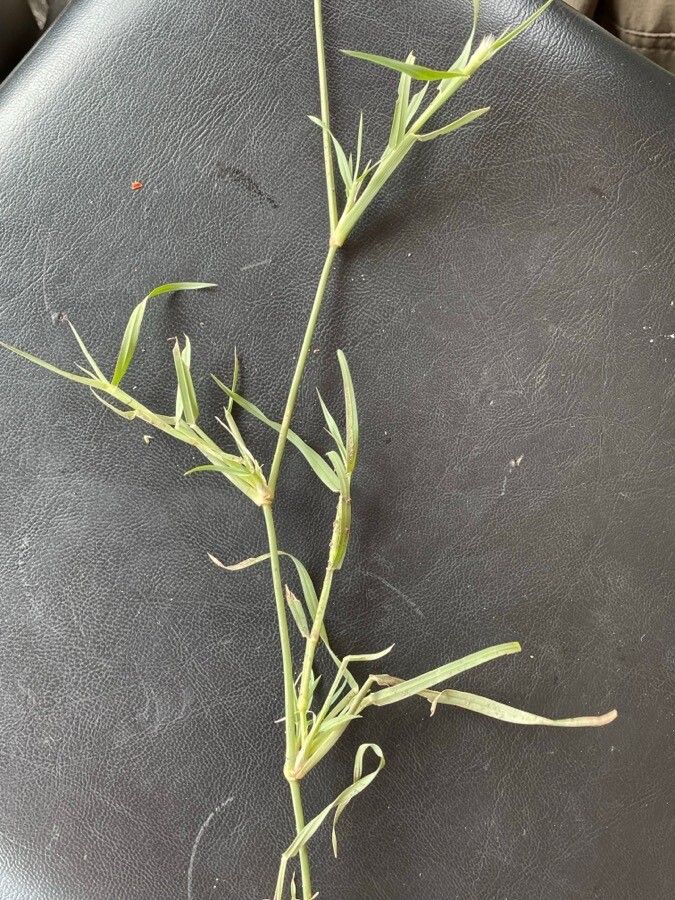 Cenchrus mezianus leaf