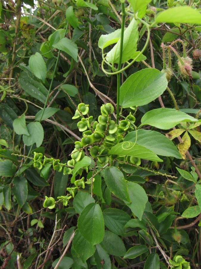 Gouania lupuloides fruit