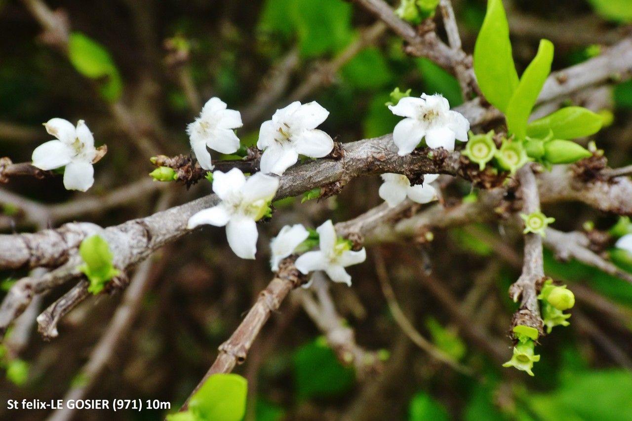 Randia aculeata bark
