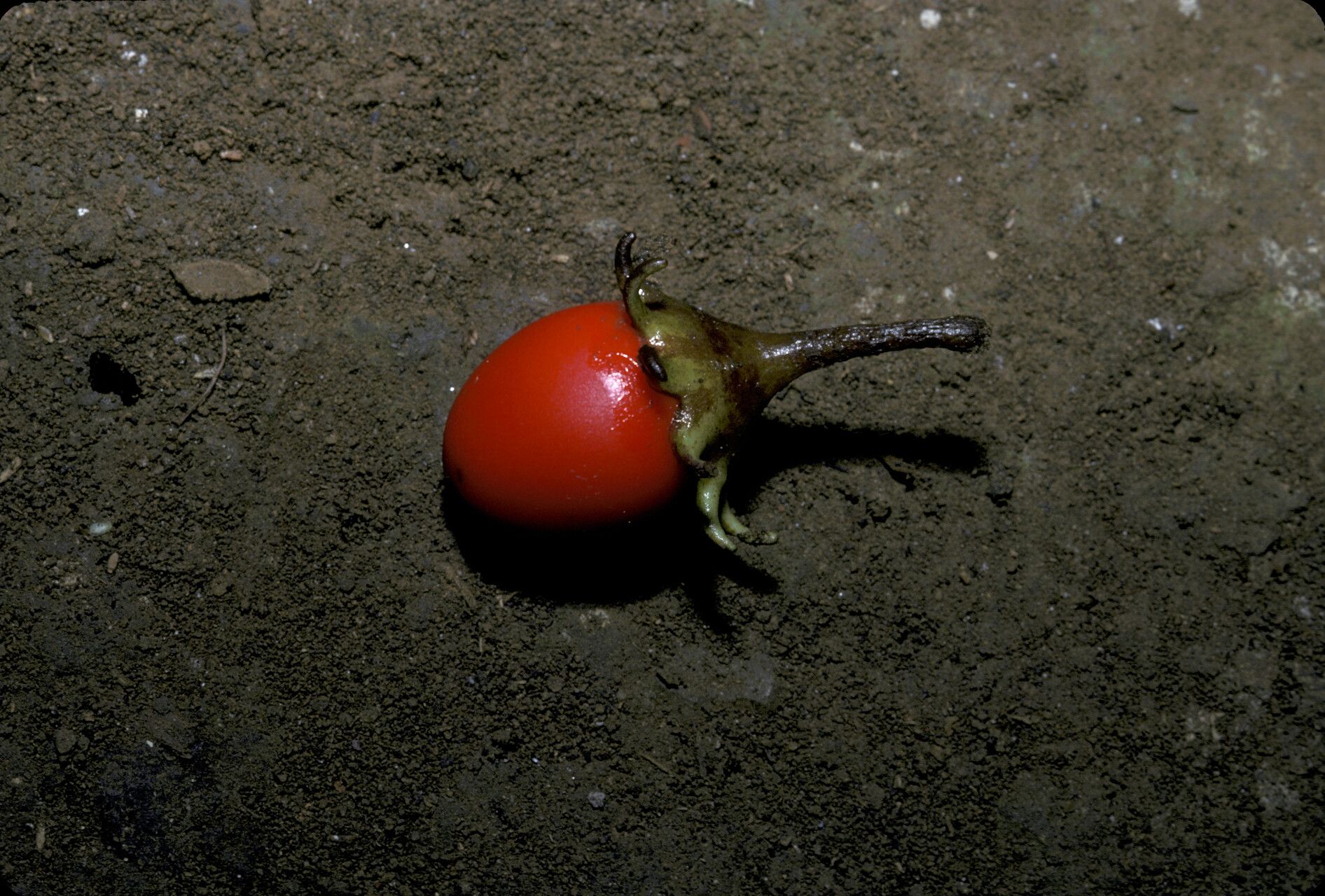 Lycianthes pauciflora fruit