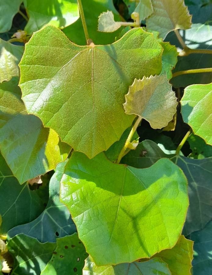 Rhoicissus tomentosa — related species from the same genus