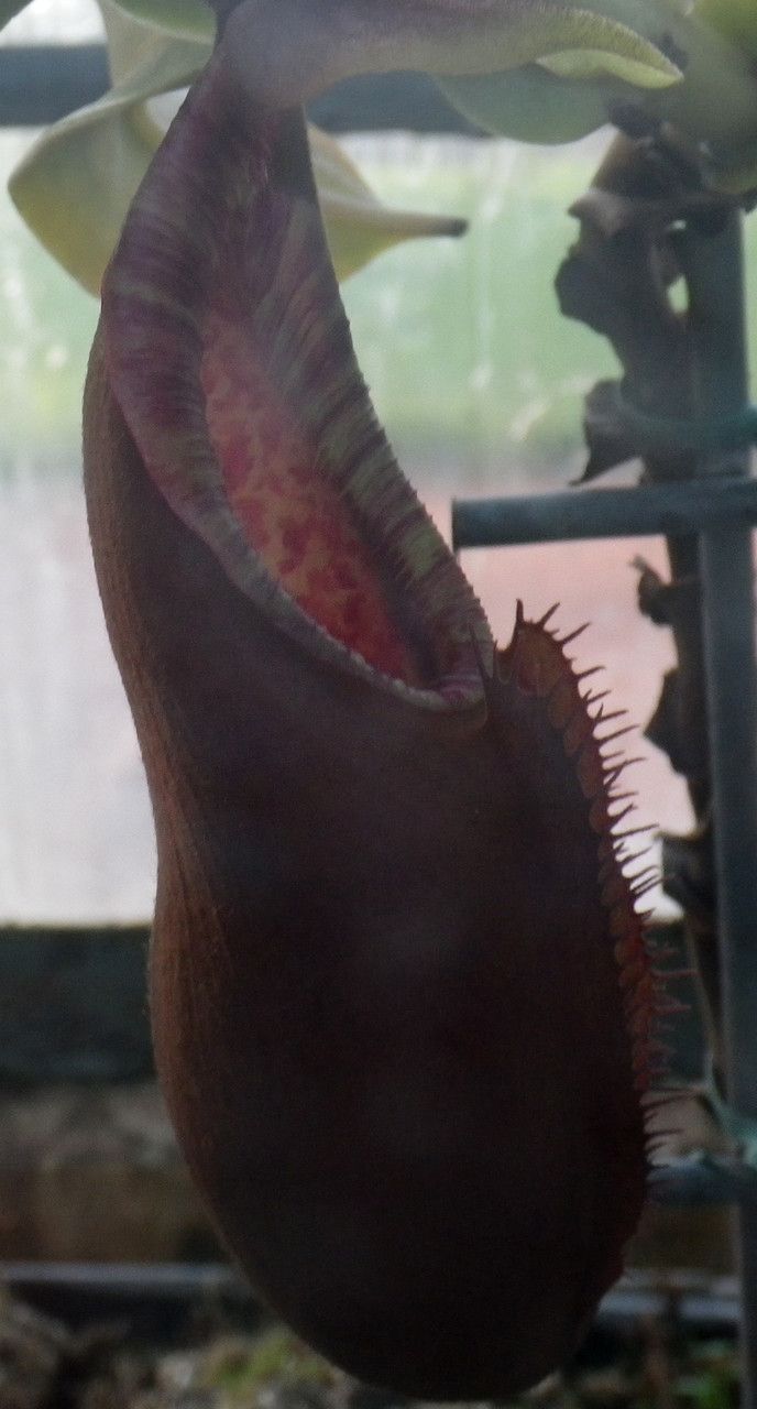 Nepenthes densiflora leaf
