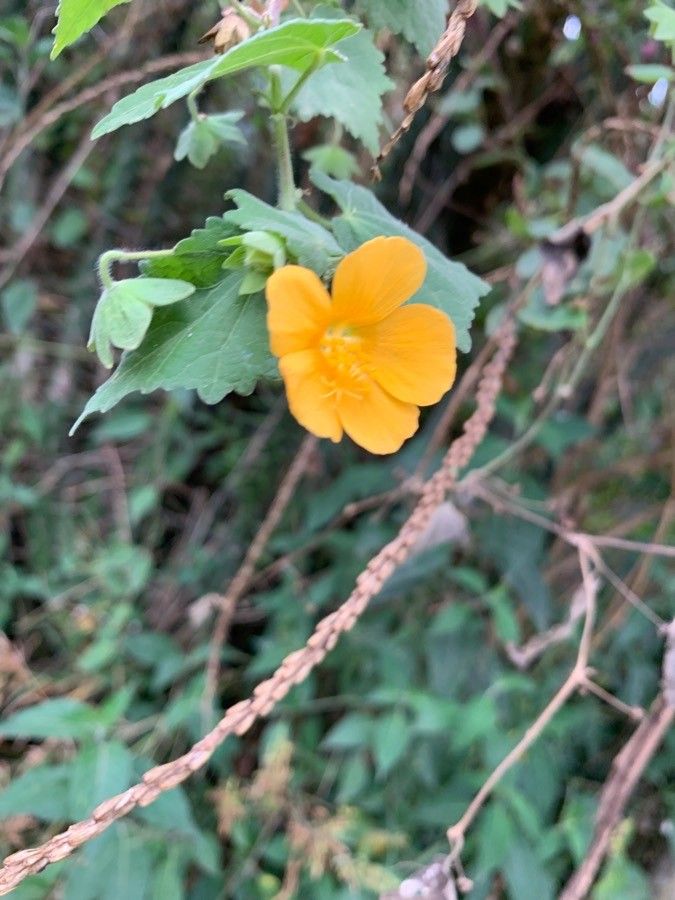 Pavonia burchellii flower