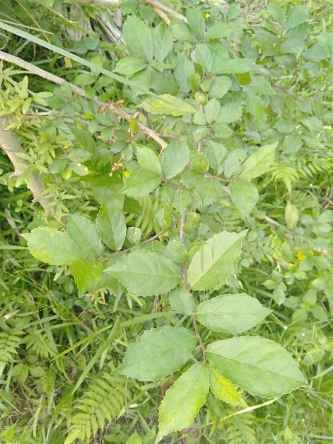 Commiphora mukul leaf