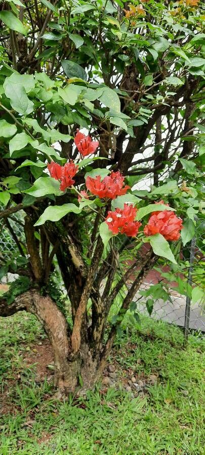 Ruellia chartacea flower