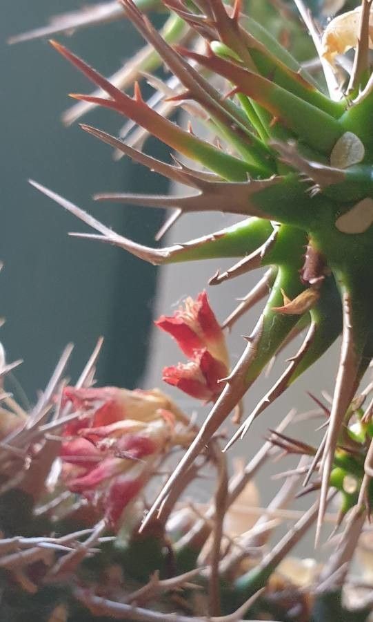 Euphorbia viguieri flower