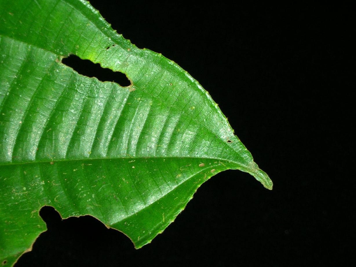 Miconia conosetifera leaf
