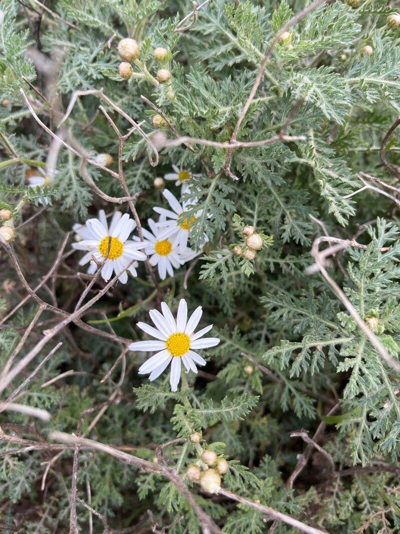 Argyranthemum adauctum flower