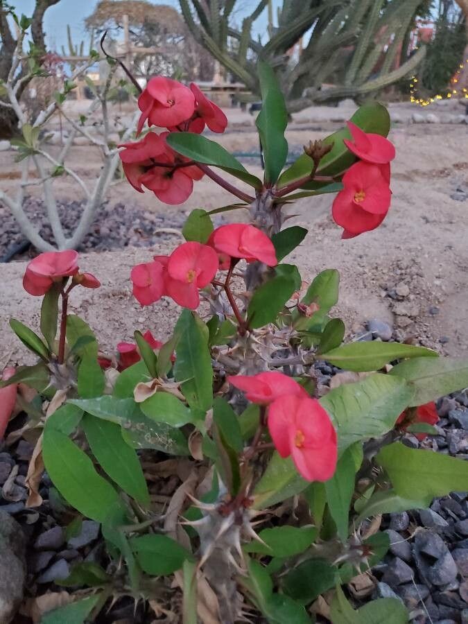 Euphorbia didiereoides flower
