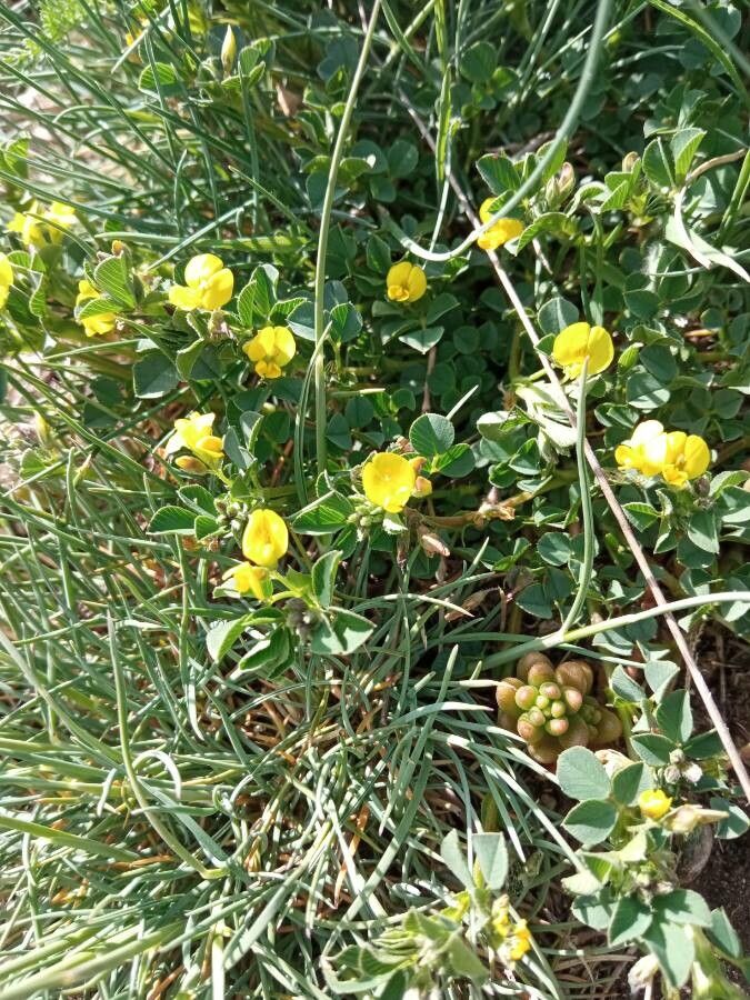 Medicago hybrida flower