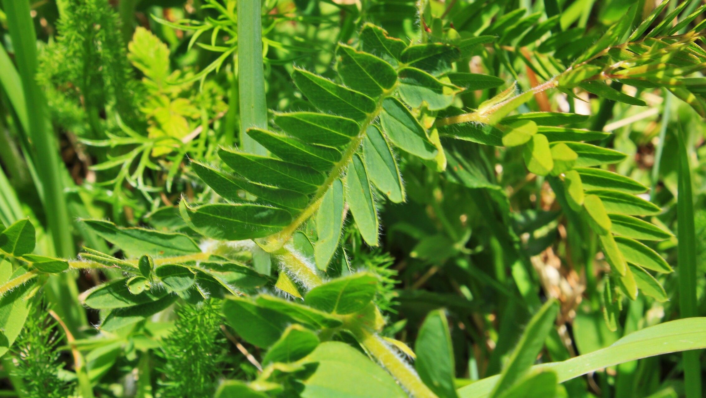 Vicia orobus — houseplant care guide