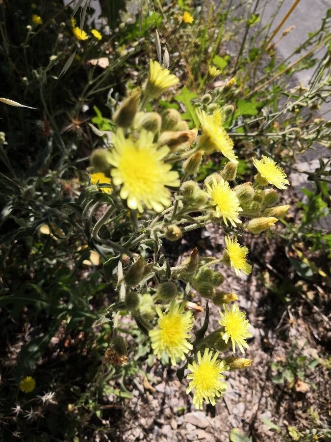 Andryala arenaria flower