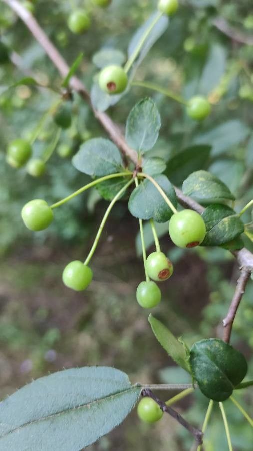 Malus spectabilis fruit