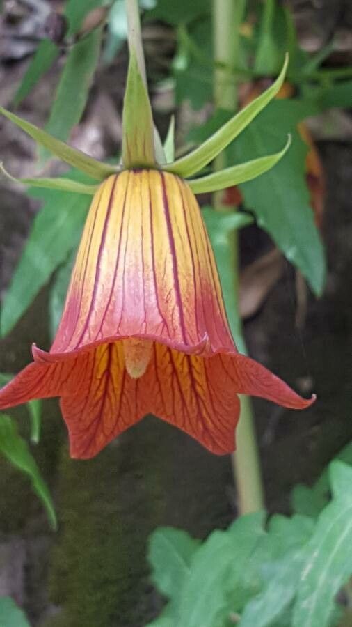 Canarina canariensis flower