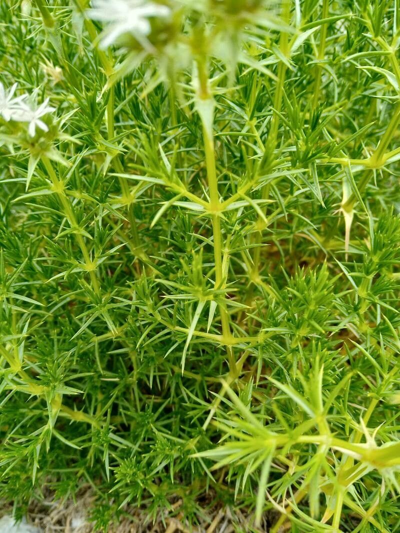 Drypis spinosa — houseplant care guide