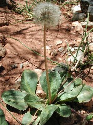 Taraxacum atlanticola — search result for 'Taraxacum'