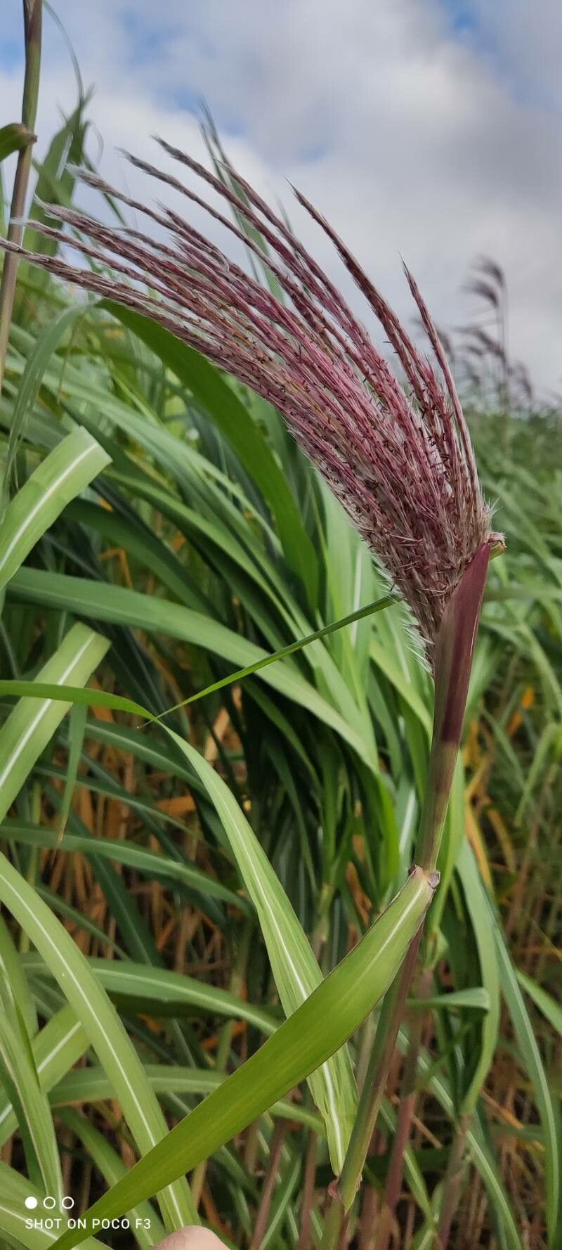 Miscanthus × longiberbis fruit