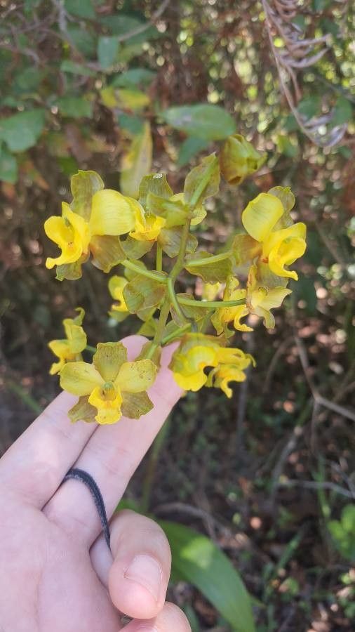Cyrtopodium andersonii flower