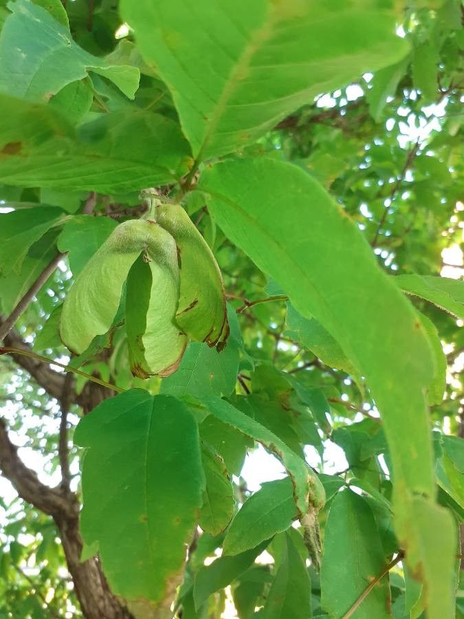 Acer triflorum fruit