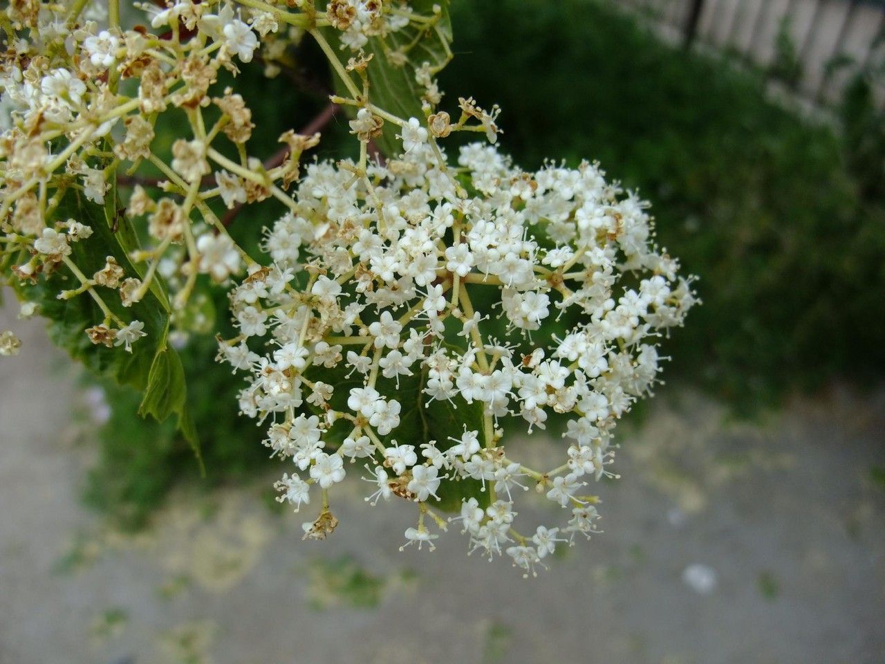 Viburnum betulifolium flower