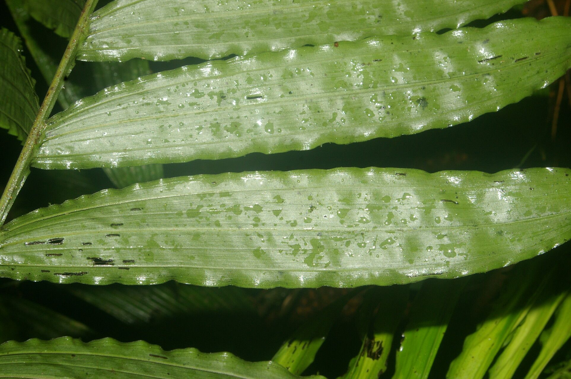 Chamaedorea undulatifolia — search result for 'Chamaedorea'